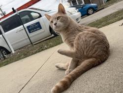 Found/Stray Male Cat last seen 12th St, near Silver Lake, Rochester, MN 55901
