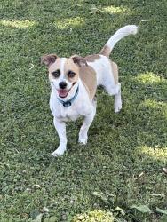 Found/Stray Male Dog last seen 7th Ave/Dunlap bus stop, Phoenix, AZ 85021