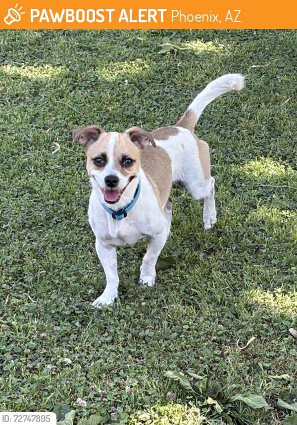 Found/Stray Male Dog last seen 7th Ave/Dunlap bus stop, Phoenix, AZ 85021