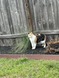 Found/Stray Female Cat last seen Magnolia Ridge neighborhood, Magnolia, TX 77354