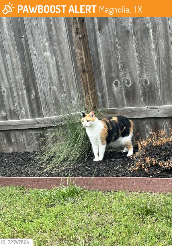Found/Stray Female Cat last seen Magnolia Ridge neighborhood, Magnolia, TX 77354