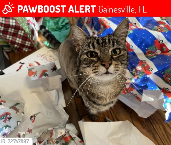 Lost Female Cat last seen Cobblefield neighborhood, Gainesville, FL 32607