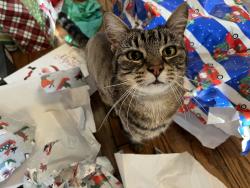 Lost Female Cat last seen Cobblefield neighborhood, Gainesville, FL 32607