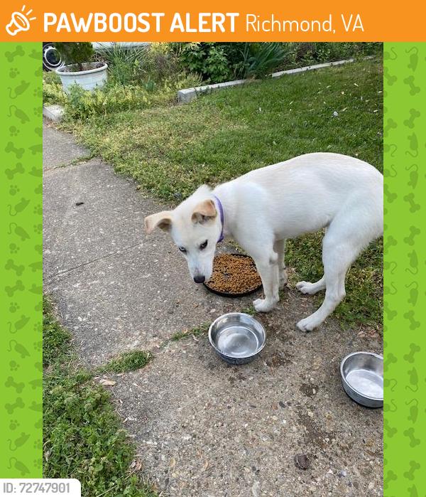 Found/Stray Female Dog last seen Frank Rd, Richmond, VA 23234