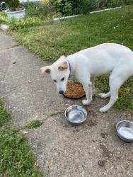 Found/Stray Female Dog last seen Frank Rd, Richmond, VA 23234