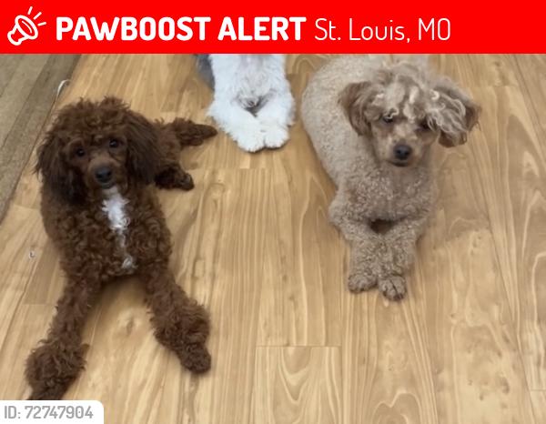 Lost Female Dog last seen 38th & Taft, 63116, St. Louis, MO 63116