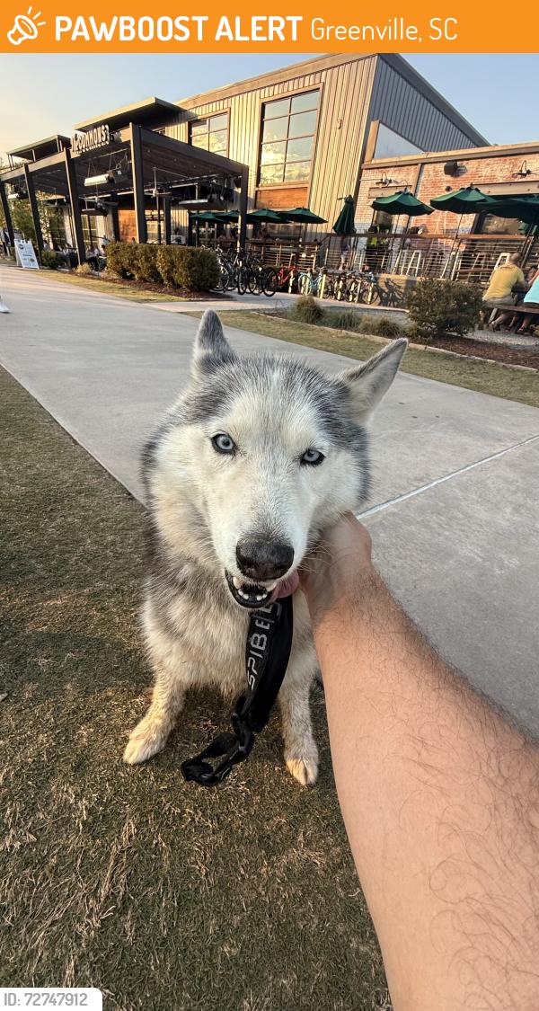 Found/Stray Unknown Dog last seen Unity park, Greenville, SC 29601