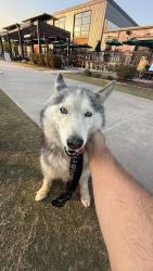 Found/Stray Unknown Dog last seen Unity park, Greenville, SC 29601