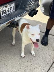 Found/Stray Male Dog last seen Foxport ln, Humble, TX 77338