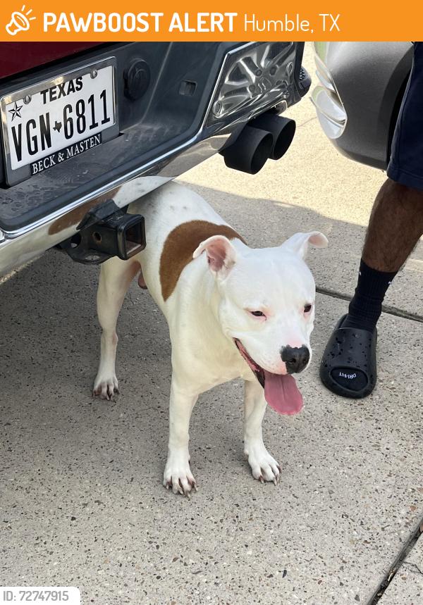 Found/Stray Male Dog last seen Foxport ln, Humble, TX 77338