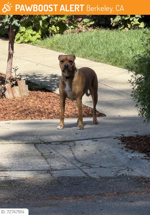Found/Stray Unknown Dog last seen Near the uplands, Berkeley, CA 94705