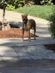 Found/Stray Unknown Dog last seen Near the uplands, Berkeley, CA 94705