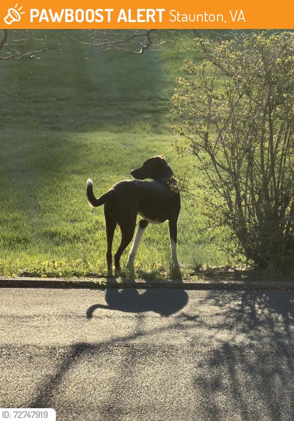Found/Stray Unknown Dog last seen Blackburn Inn Staunton VA, Staunton, VA 24401