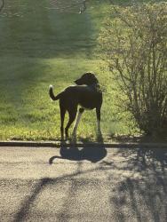 Found/Stray Unknown Dog last seen Blackburn Inn Staunton VA, Staunton, VA 24401