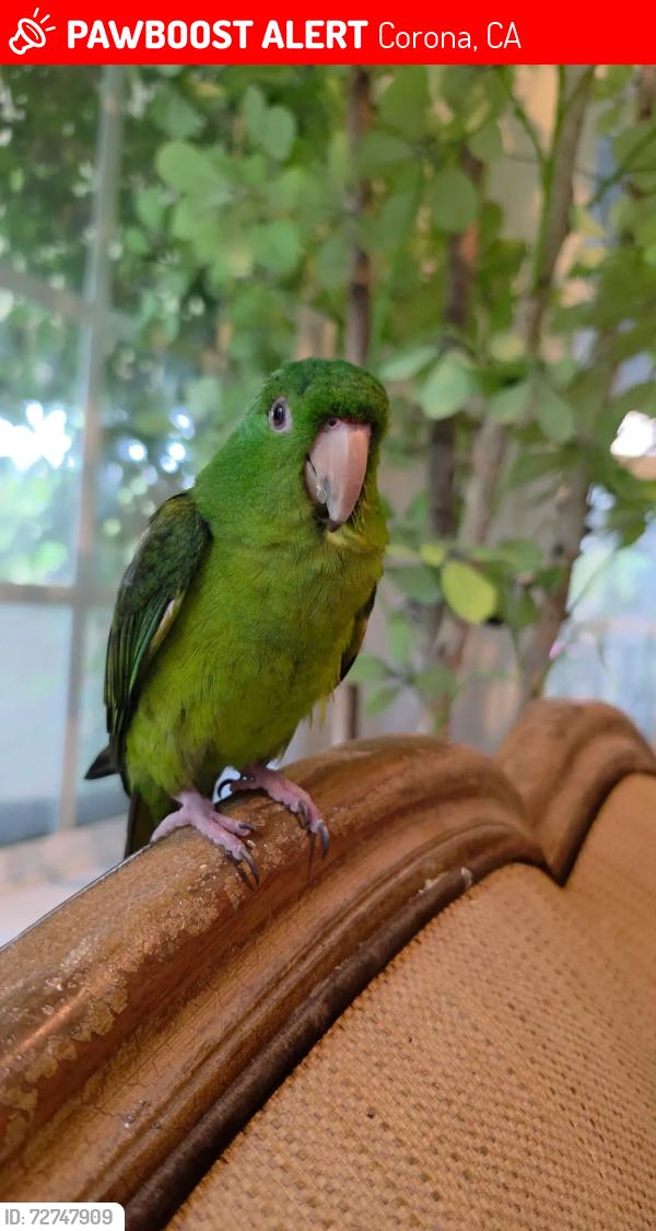 Lost Male Bird last seen Taylor and west Ontario ave, Corona, CA 92882