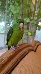 Lost Male Bird last seen Taylor and west Ontario ave, Corona, CA 92882