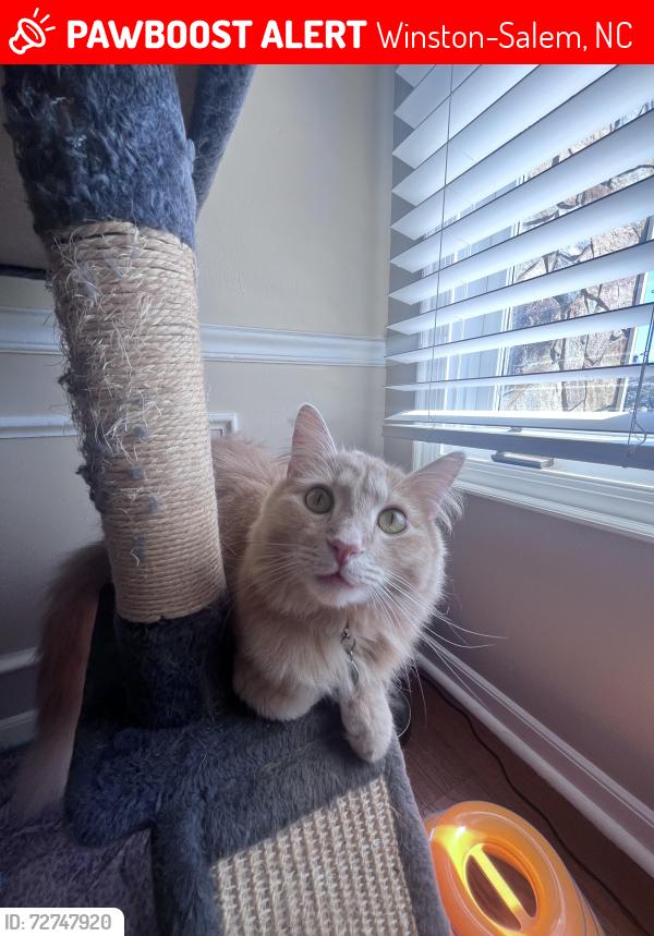 Lost Male Cat last seen Peace haven & 421 exit, Winston-Salem, NC 27104