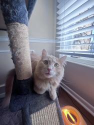 Lost Male Cat last seen Peace haven & 421 exit, Winston-Salem, NC 27104