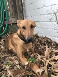 Found/Stray Male Dog last seen Rodney Ray & Fairbanks N Houston , Houston, TX 77040