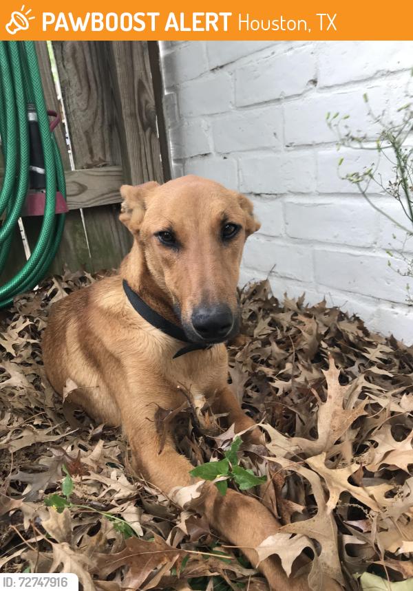 Found/Stray Male Dog last seen Rodney Ray & Fairbanks N Houston , Houston, TX 77040