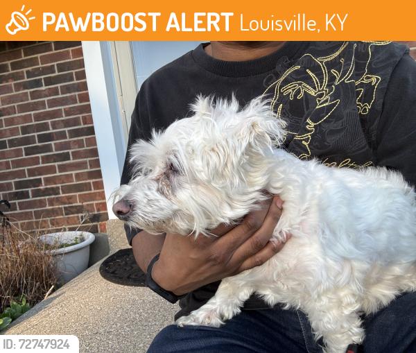 Found/Stray Male Dog last seen Near May Pen Rd, Louisville, KY 40228