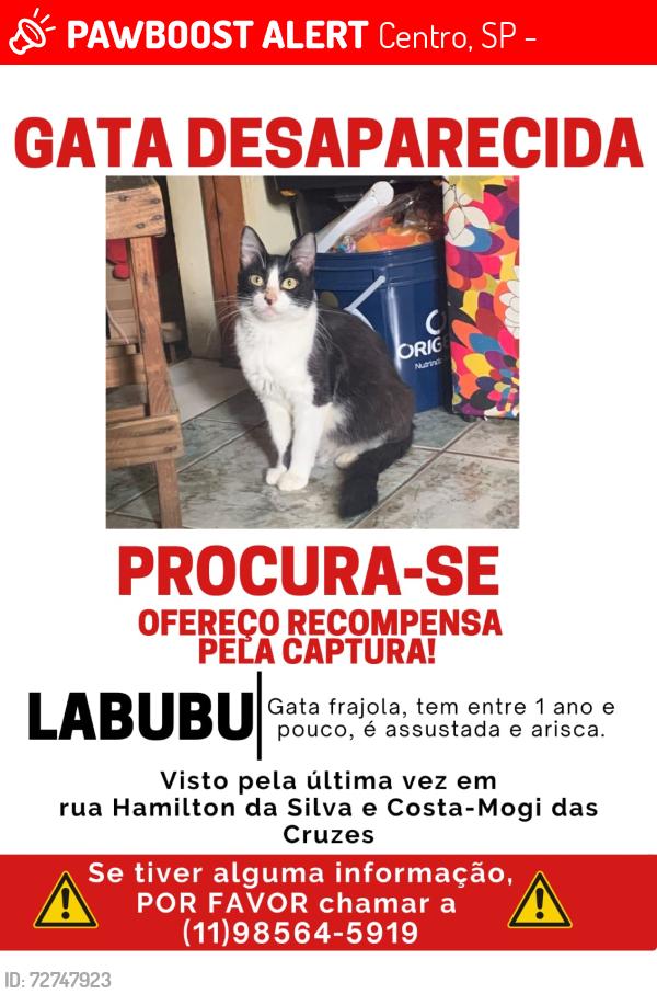 Lost Female Cat last seen Perto da clinica caramelo , Centro, SP 08773-150