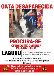 Lost Female Cat last seen Perto da clinica caramelo , Centro, SP 08773-150