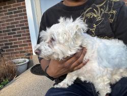 Found/Stray Male Dog last seen Near May Pen Rd, Louisville, KY 40228