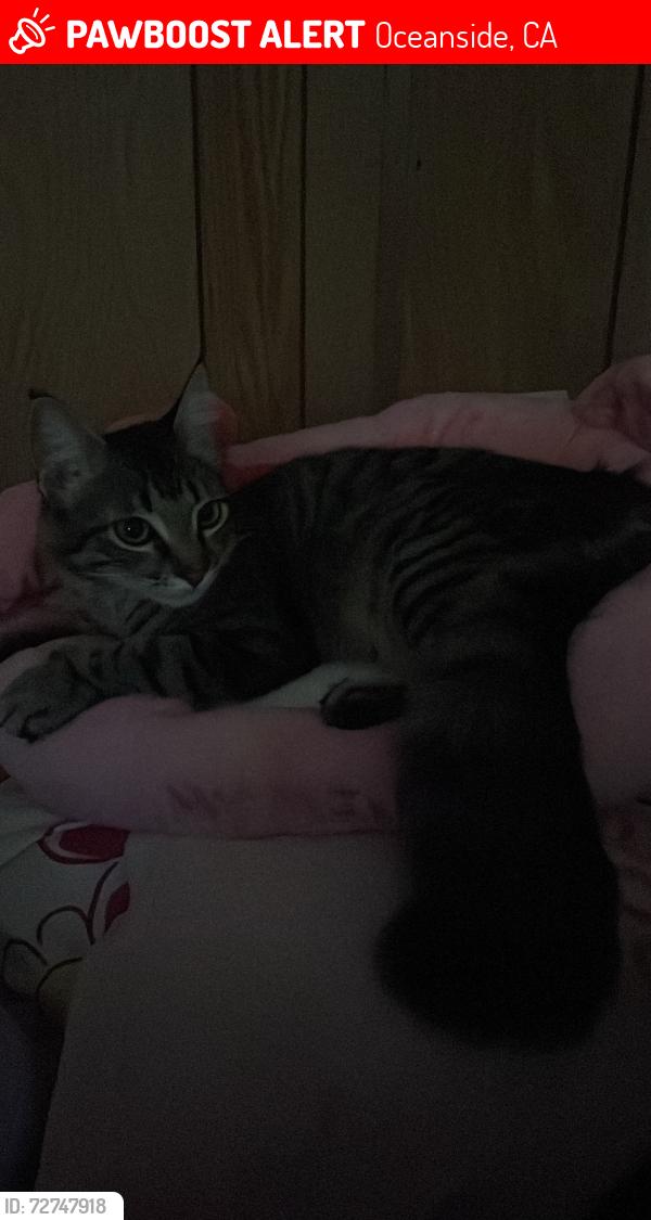 Lost Female Cat last seen Claire dr, Oceanside, CA 92057