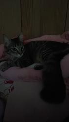 Lost Female Cat last seen Claire dr, Oceanside, CA 92057