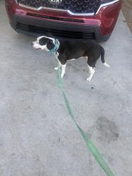 Found/Stray Male Dog last seen Lake park ga, Lake Park, GA 31636
