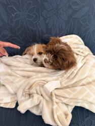 Found/Stray Female Dog last seen Point Richmond , Richmond, CA 94801