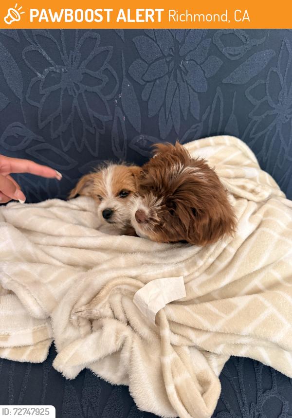 Found/Stray Female Dog last seen Point Richmond , Richmond, CA 94801