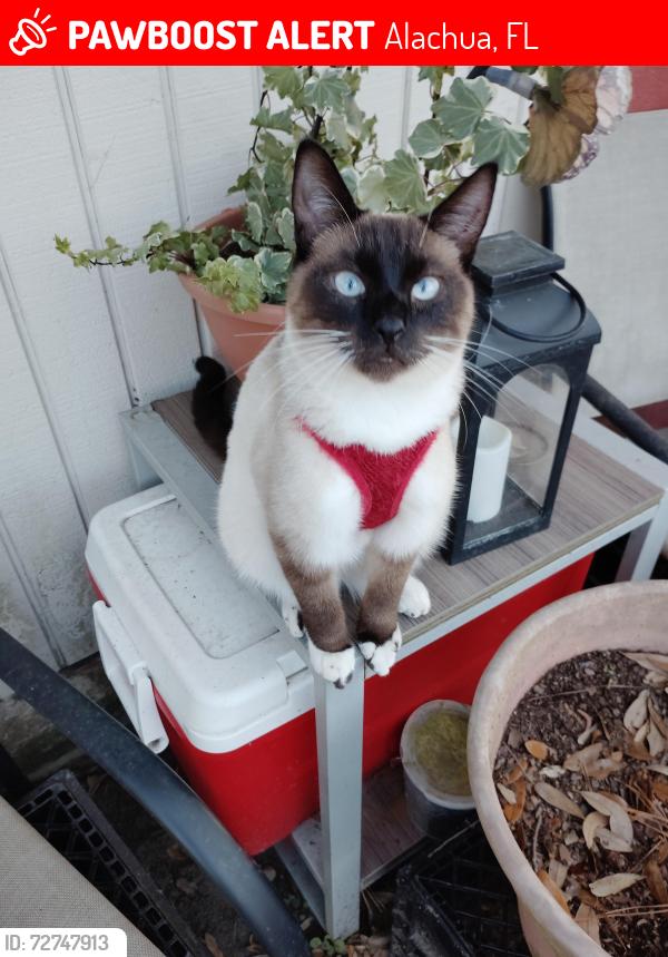 Lost Male Cat last seen 157th Pl & 142nd Terr/Alachua Florida , Alachua, FL 32615