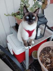 Lost Male Cat last seen 157th Pl & 142nd Terr/Alachua Florida , Alachua, FL 32615