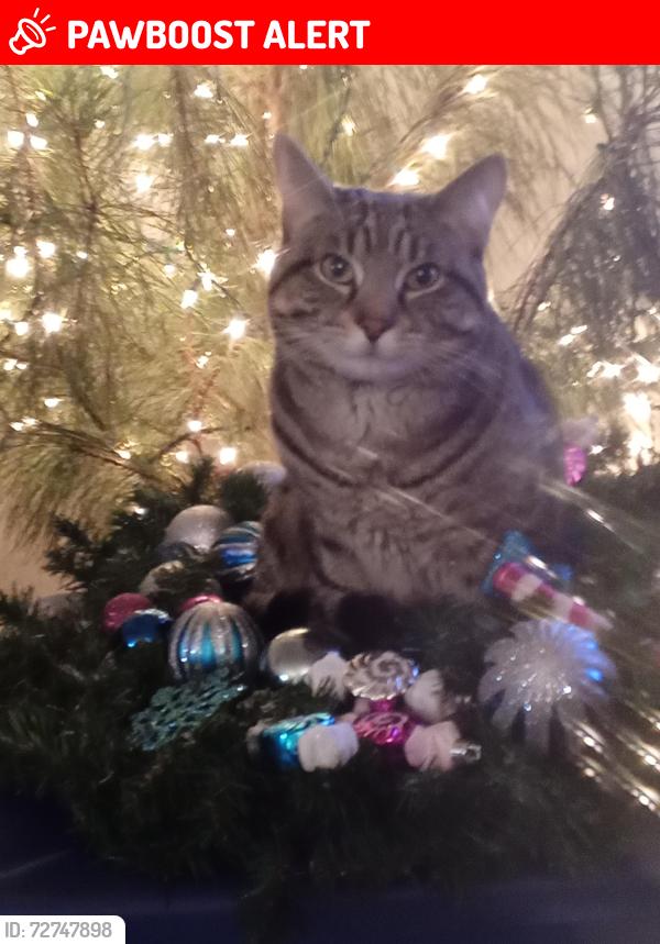 Lost Male Cat last seen River rd, Dinwiddie County, VA 23803