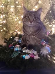 Lost Male Cat last seen River rd, Dinwiddie County, VA 23803
