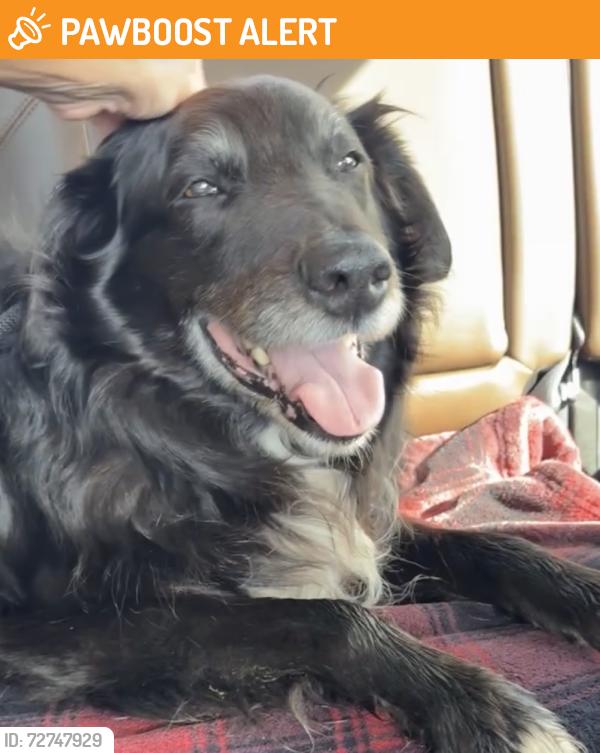Found/Stray Male Dog last seen Hannegan Rd and Smith Rd, Whatcom County, WA 98226