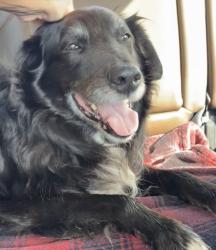 Found/Stray Male Dog last seen Hannegan Rd and Smith Rd, Whatcom County, WA 98226