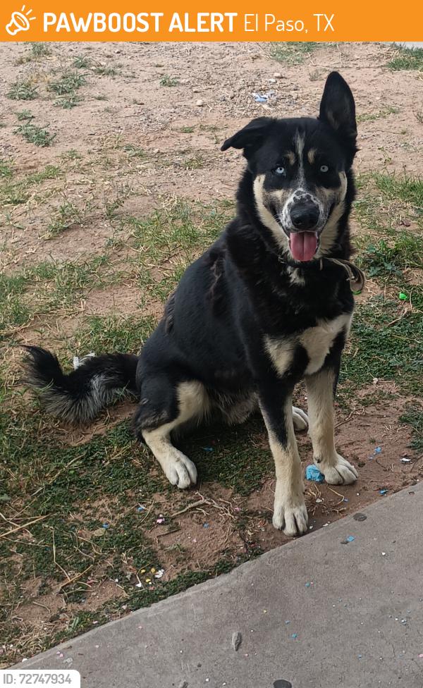 Found/Stray Male Dog last seen Neptune , El Paso, TX 79904