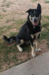 Found/Stray Male Dog last seen Neptune , El Paso, TX 79904