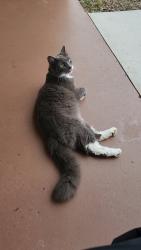 Found/Stray Female Cat last seen Sunland Gardens, Fort Pierce North, FL 34947