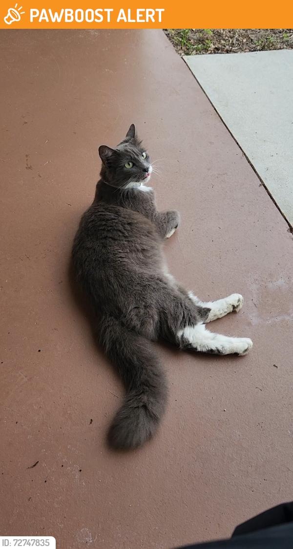 Found/Stray Female Cat last seen Sunland Gardens, Fort Pierce North, FL 34947