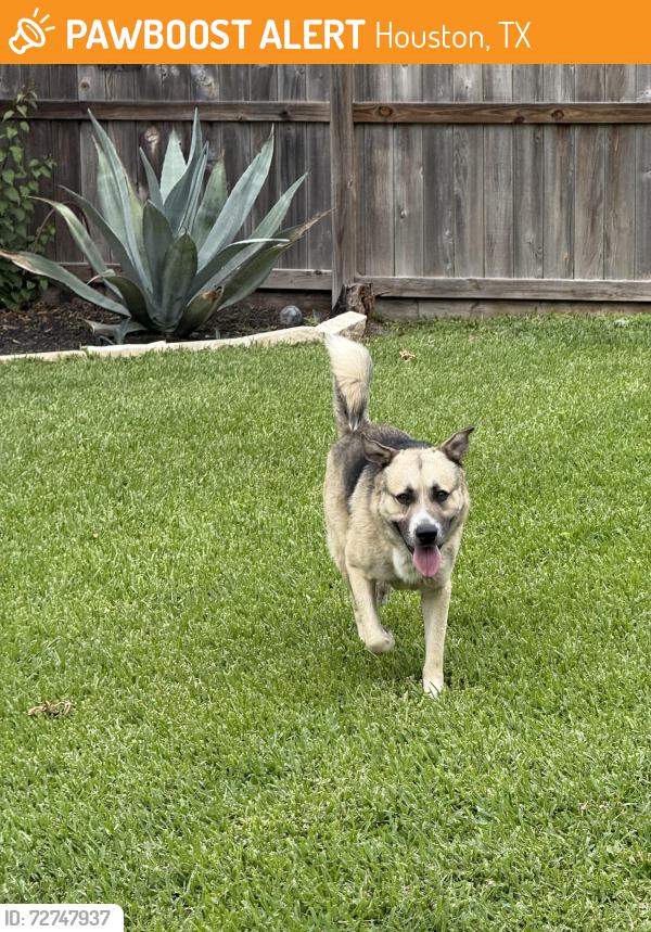 Found/Stray Male Dog last seen Sanford and Braewick in Westbury, Houston, TX 77096