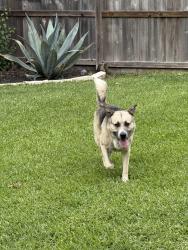 Found/Stray Male Dog last seen Sanford and Braewick in Westbury, Houston, TX 77096
