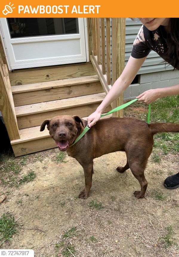 Found/Stray Female Dog last seen Crystal Springs Rd, Benson, Johnston County, NC 27504