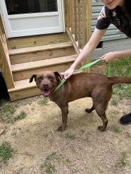 Found/Stray Female Dog last seen Crystal Springs Rd, Benson, Johnston County, NC 27504