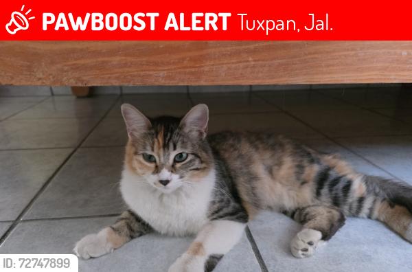Lost Female Cat last seen Cl. Ángel Ceniceros y Calle Manuel Lopez Cotilla , Tuxpan, Jal. 49800