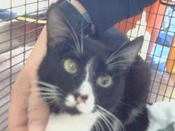 Shelter Stray Female Cat last seen FLEMING AVE/DEL CORONADO WY, 95828, Sacramento, CA 95827