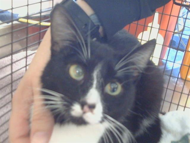 Shelter Stray Female Cat last seen FLEMING AVE/DEL CORONADO WY, 95828, Sacramento, CA 95827